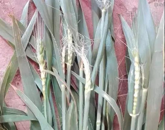 ���������r(n��ng)�Y��(j��ng)�N������ס��