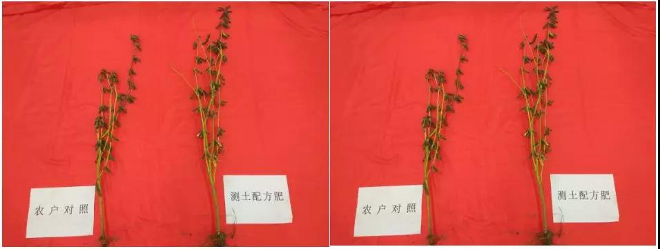 ����Ѹ�͵Ĵ󶹲�ʩ�ʲ���ˎ���ֽo�r�Y�ИI���y�}����