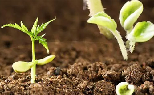 �҇�(gu��)΢������Ϯa(ch��n)�I(y��)���ٷ�(w��n)���l(f��)չ���a(ch��n)�I(y��)Ҏ(gu��)ģ�����Ѵ�