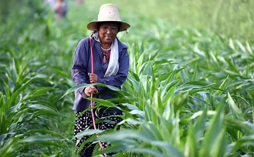 δ��ʮ�꣬�Ї��r(n��ng)�I(y��)�΄�չ��