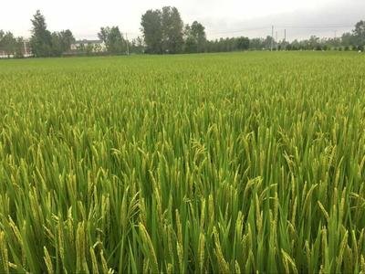 �}�A�،��ø�Ч�����c�����{��������ڰ�����h�@�óɹ�