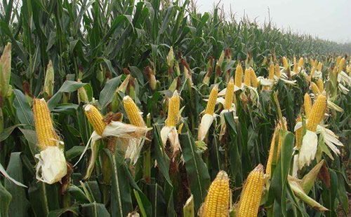 2019�����׹����΄݌��ʬF�Ă����c���AӋ���������к���ܳ��F�����Ի���