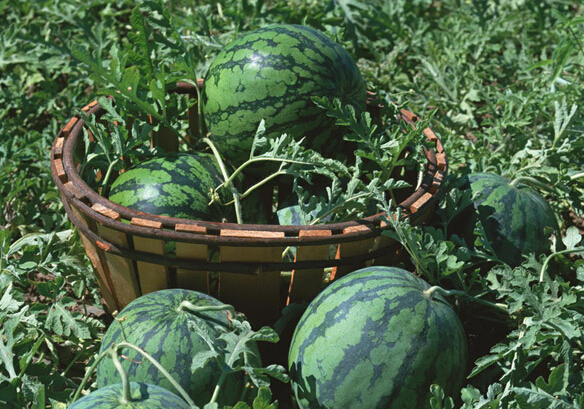 ���������ʺ���62�fԪ�pʧ�l���Г���