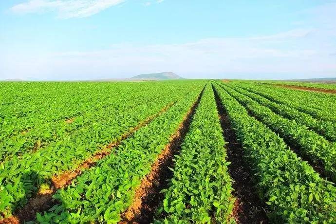 �S�����Ĵ󶹰ٮ����ծ��a��300����