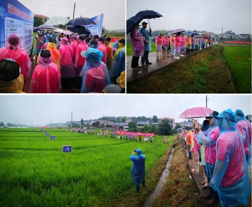 ��ֵ���ϳɜpʩ��Ч�����a(ch��n)Ʒ