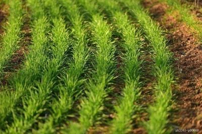 ȫ���r(n��ng)�����İl(f��)�����Ĳ�����N���\����r �ӏ����r(n��ng)����N�I(y��)�h��Ӱ푷�������