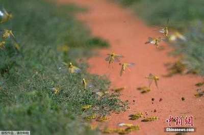 �����ֲݾ�Ҫ������ɳĮ�ȷ��ع���