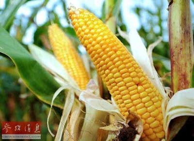 �ٷ���(y��n)��Ƿ��D(zhu��n)����N�ӣ��I(y��)��(n��i)���@���D(zhu��n)�������׮a(ch��n)�I(y��)���������C(j��)