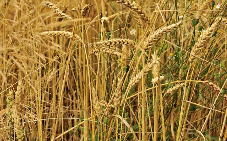 ����(d��ng)�r(n��ng)��͘I(y��)��������ʡҎ(gu��)ģ�����r(n��ng)�Y��I(y��)ȫ���_(k��i)��(f��)��