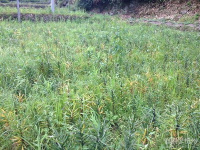 ����Ӆ^(q��)�S���(zh��n)���M(f��i)�l(f��)�������ЙC(j��)��׌�ٺϳ��ϡ��I�B(y��ng)�͡�