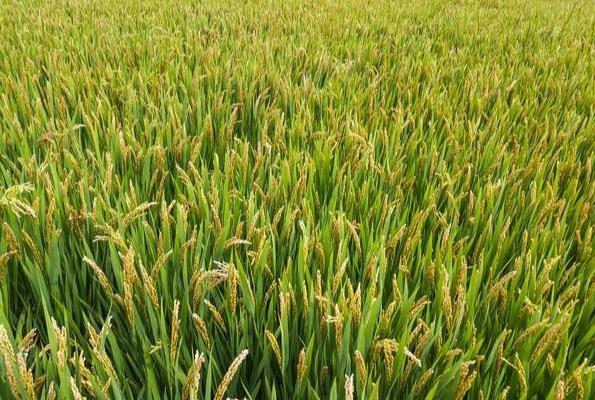 �����г��_(t��i)2020�껯��ʹ�����p�������(xi��ng)�Є�(d��ng)����