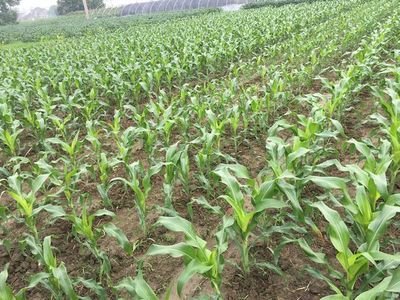 ȫ���r�����ĽM���ЙC�����L�U�O�y�u�r���ϕ���