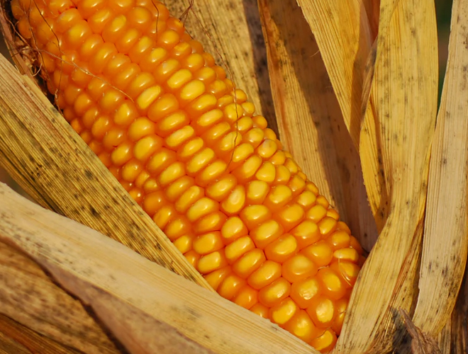 δ��(l��i)���׃r(ji��)���(hu��)���m(x��)�ߝq�᣿2021��Nֲ�����Ƿ�ץ�X