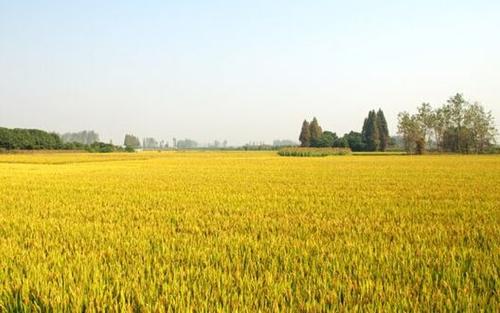 ץ��(w��n)ץ�μZʳ����Ҫ�r(n��ng)�a(ch��n)Ʒ���a(ch��n)��ȫ���Ը��Zȡ����Zʳ���r(n��ng)�I(y��)�S��