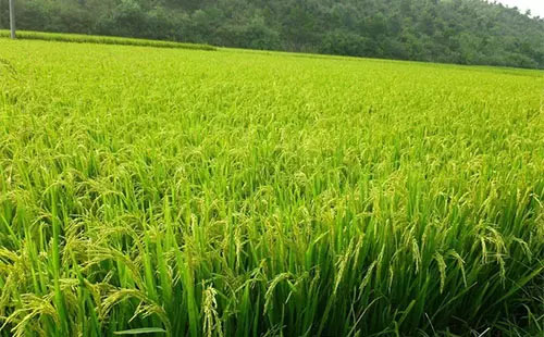 �����������҇��ЙC΢������N���������ƽ�����L18.4%��