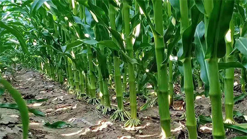 Һ�w��(f��)��ʣ����ɞ��Ї�(gu��)δ�����������ϣ�