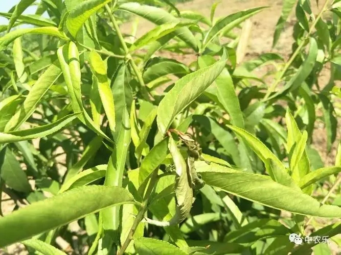 �Ҙ�I�Bʧ�{��ȱ�i�Y���İY����a�ȴ�ʩ��