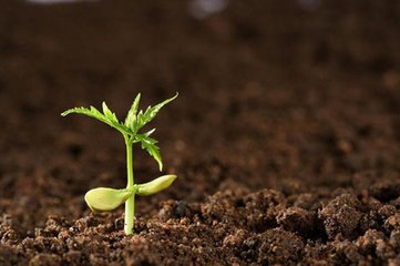 ����ʘI(y��)����עȫ��ֲ��I�B(y��ng)��ֲ������