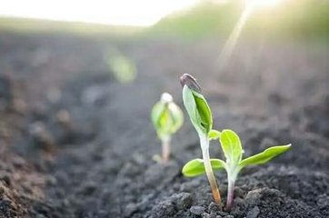 �N�ز����B(y��ng)�� �����������ø�ֲ��