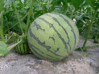 ������ΐ��Ͻ���ܵģ�