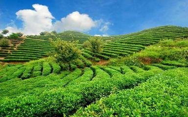 ��A�ЙC�ʷNֲ ��ɽ�r��L�����^