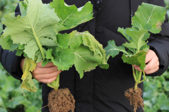 2018�A���^Ħ���չ�֮��  2019һ�Џ�&ldquo;��&rdquo;�_ʼ��512.png