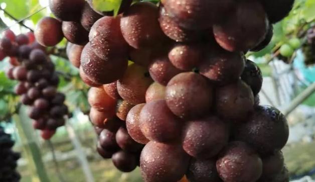 ��һ�Σ���ҊЧ�� �����ϻ��������p�ɸ㶨����������ù�߲�