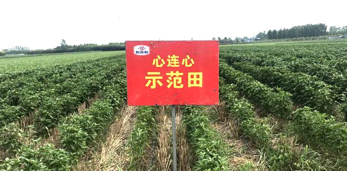 현ݶ�������(w��n)���l(f��)չ�����B�ļ��F(tu��n)��ֲ���(f��)�Ϸ��N����(sh��)�F(xi��n)����ʽ���L��