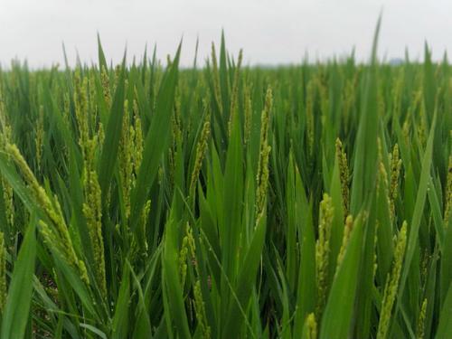 ̼��˷ʣ�-(2��)�®a(ch��n)Ʒ�f������������¡�����С� ����(n��i)Ψһ�Gɫ�o�����o��̼��˷��������