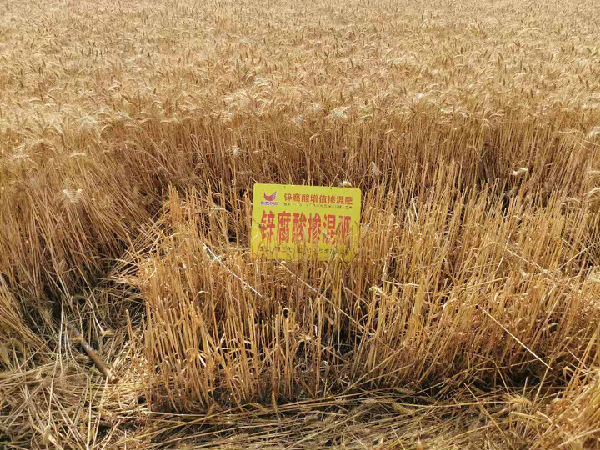 �����a(ch��n)�_200����ҾS��64%�\������@С���Nֲ�@����