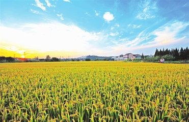 �����ƄӸ����|������